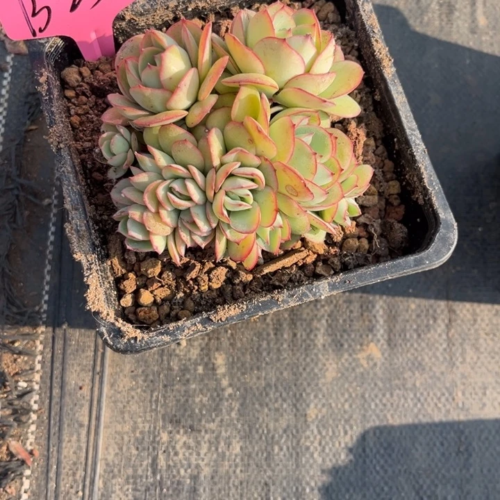 菲****）25 000000000000000