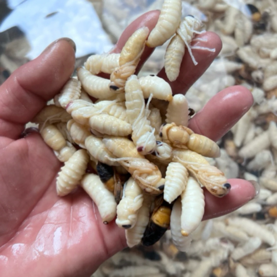 新鲜下山的冰冻蜂蛹钓鱼可用发顺丰空运