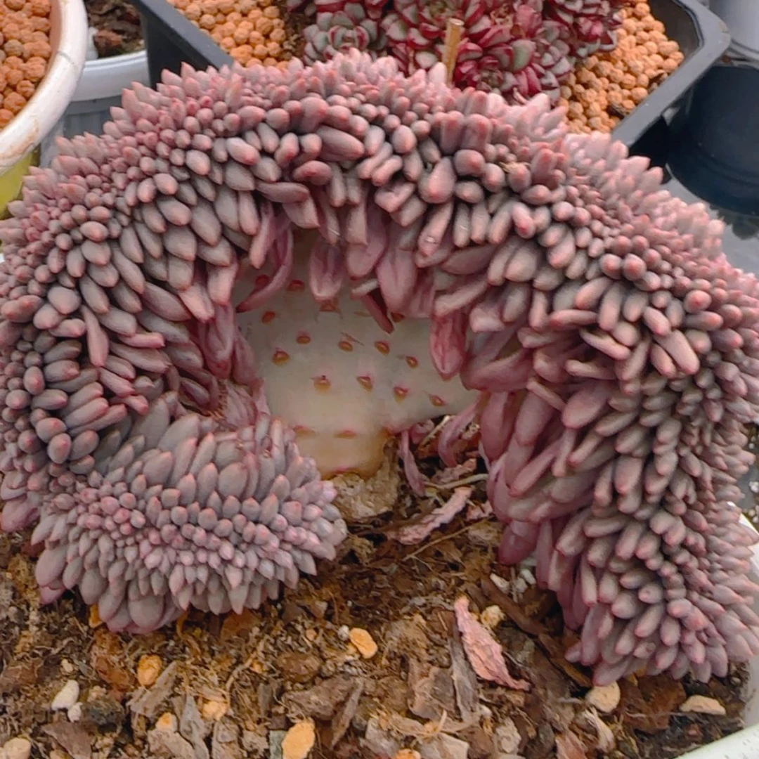 【闪购商品】红蜻蜓缀化9.9