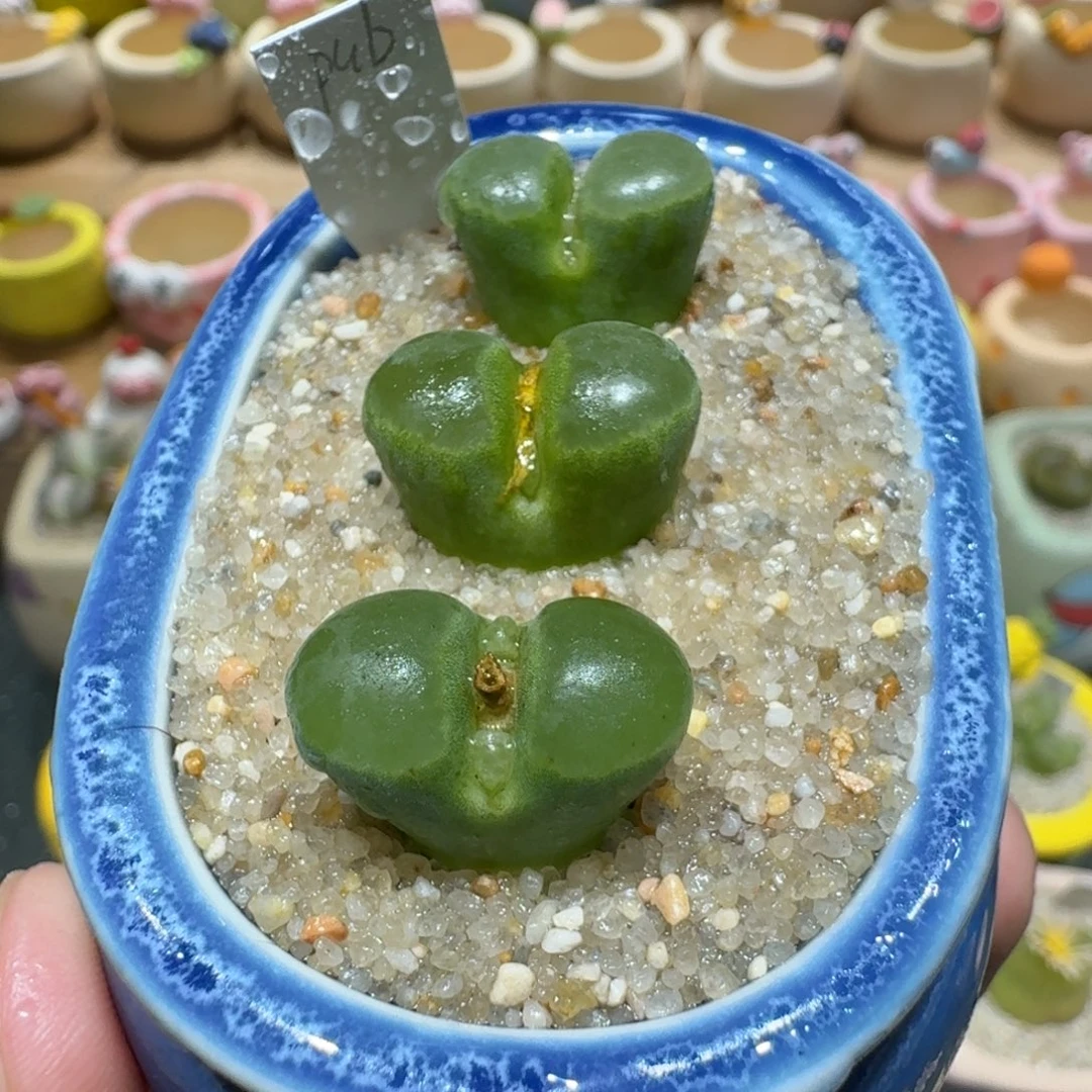 蘑菇1199pub风铃多肉植物