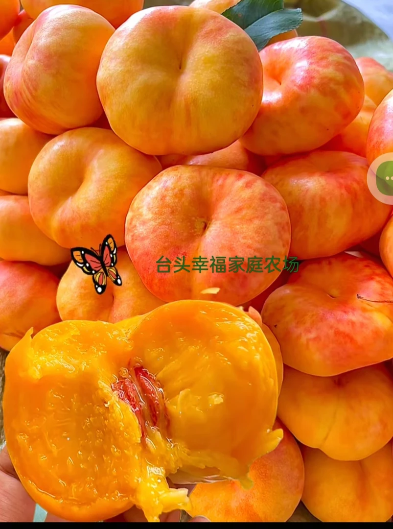 天津静海台头彩虹油蟠桃