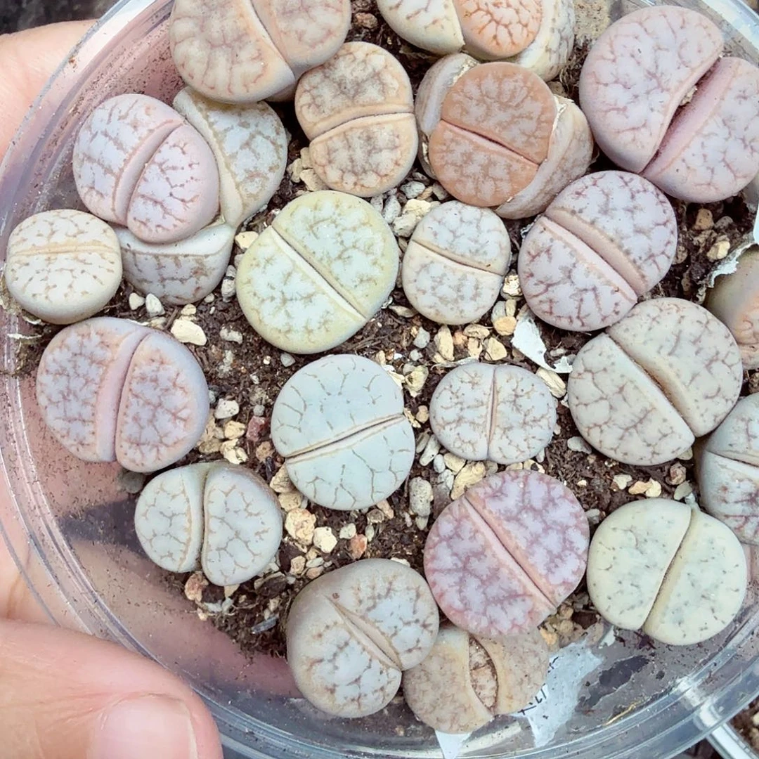 这个点吃的都吐652哈哈