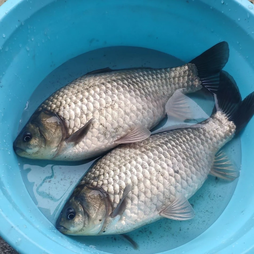 鲫鱼  淡水鱼观赏鱼