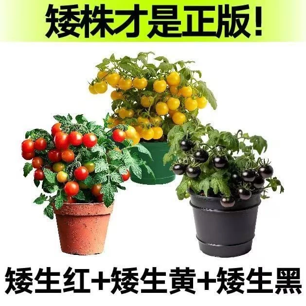 【矮生盆栽四季番茄苗】红黄黑矮生盆栽番茄苗新手小白种植简单