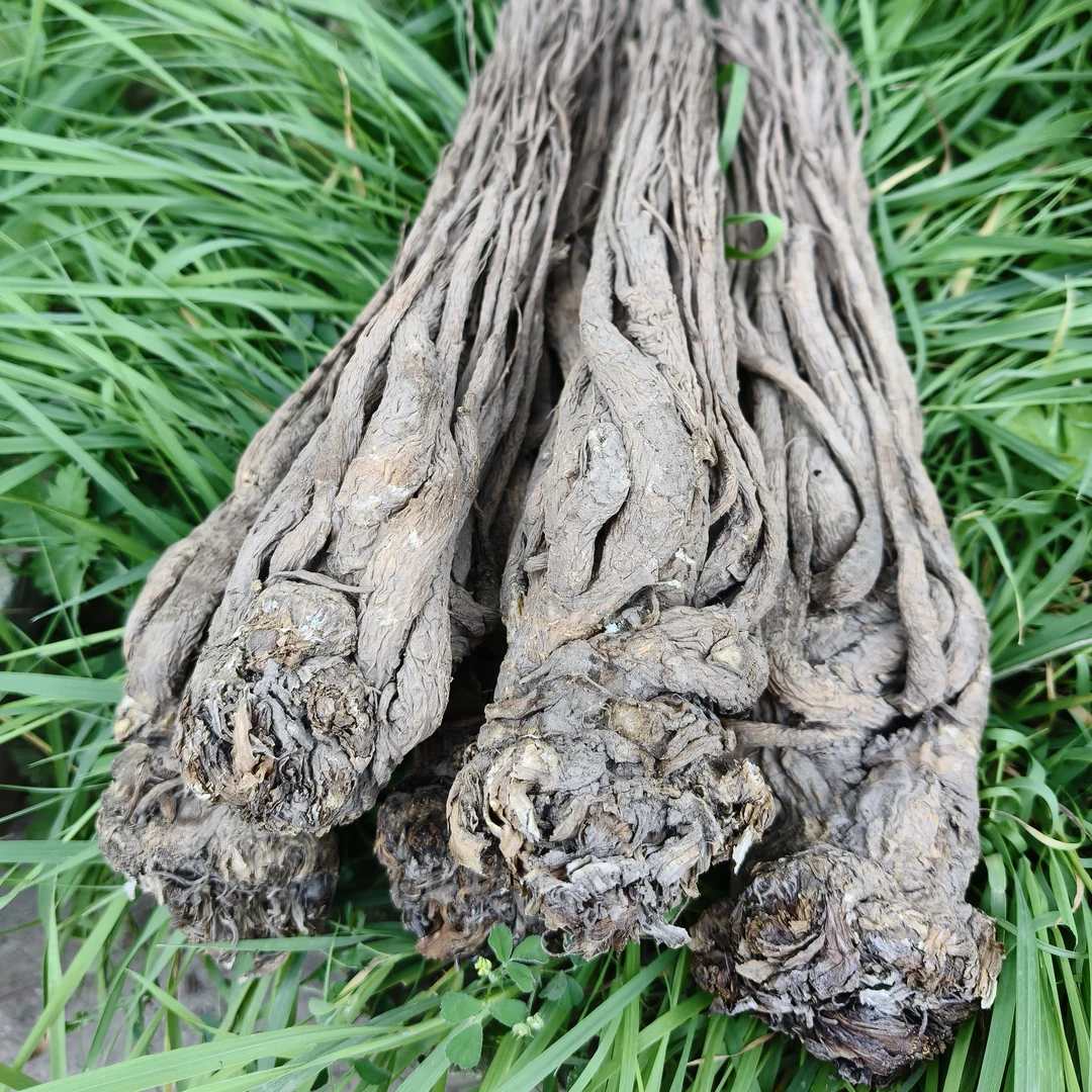 【甘肃】农民种植中条大条当归250g~500g包邮煲汤泡水
