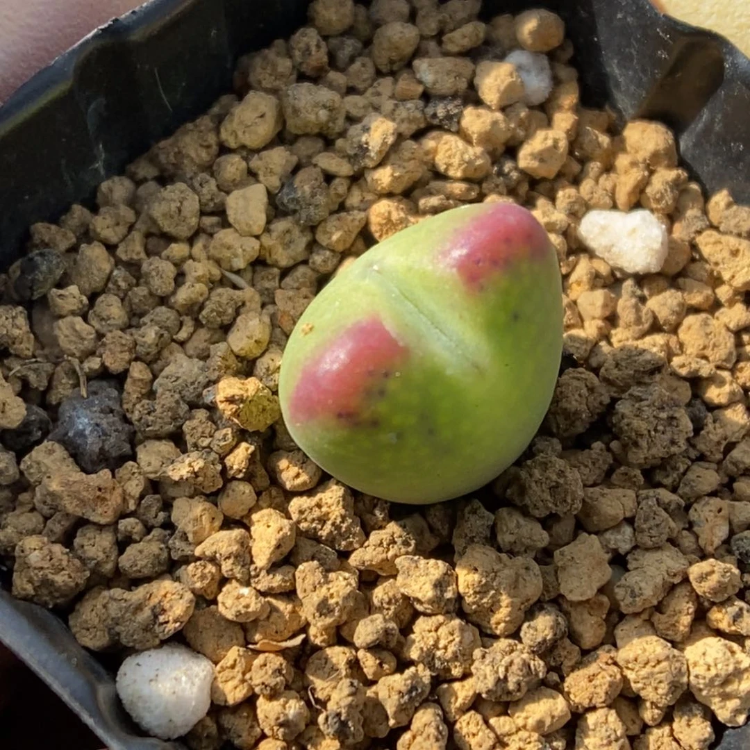 多肉植物肉锥杂交K-134
