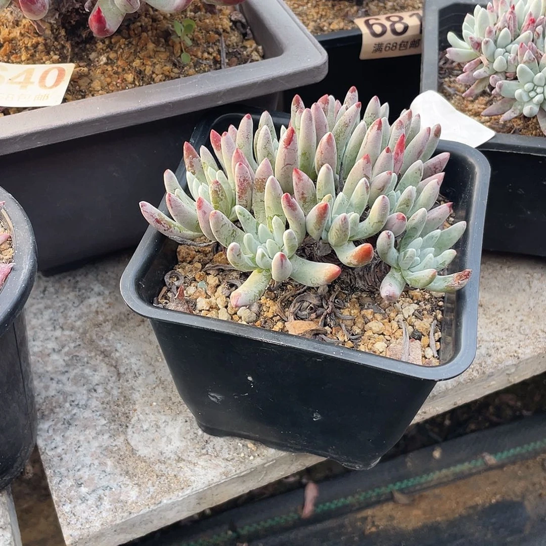 晨溪园艺仙女杯呀