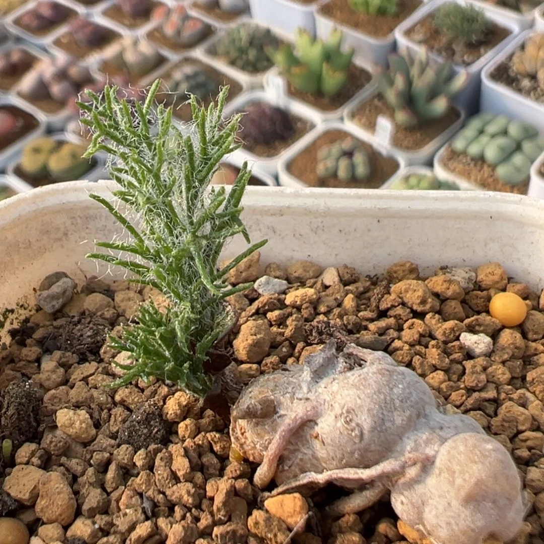 60多肉植物百科雾冰