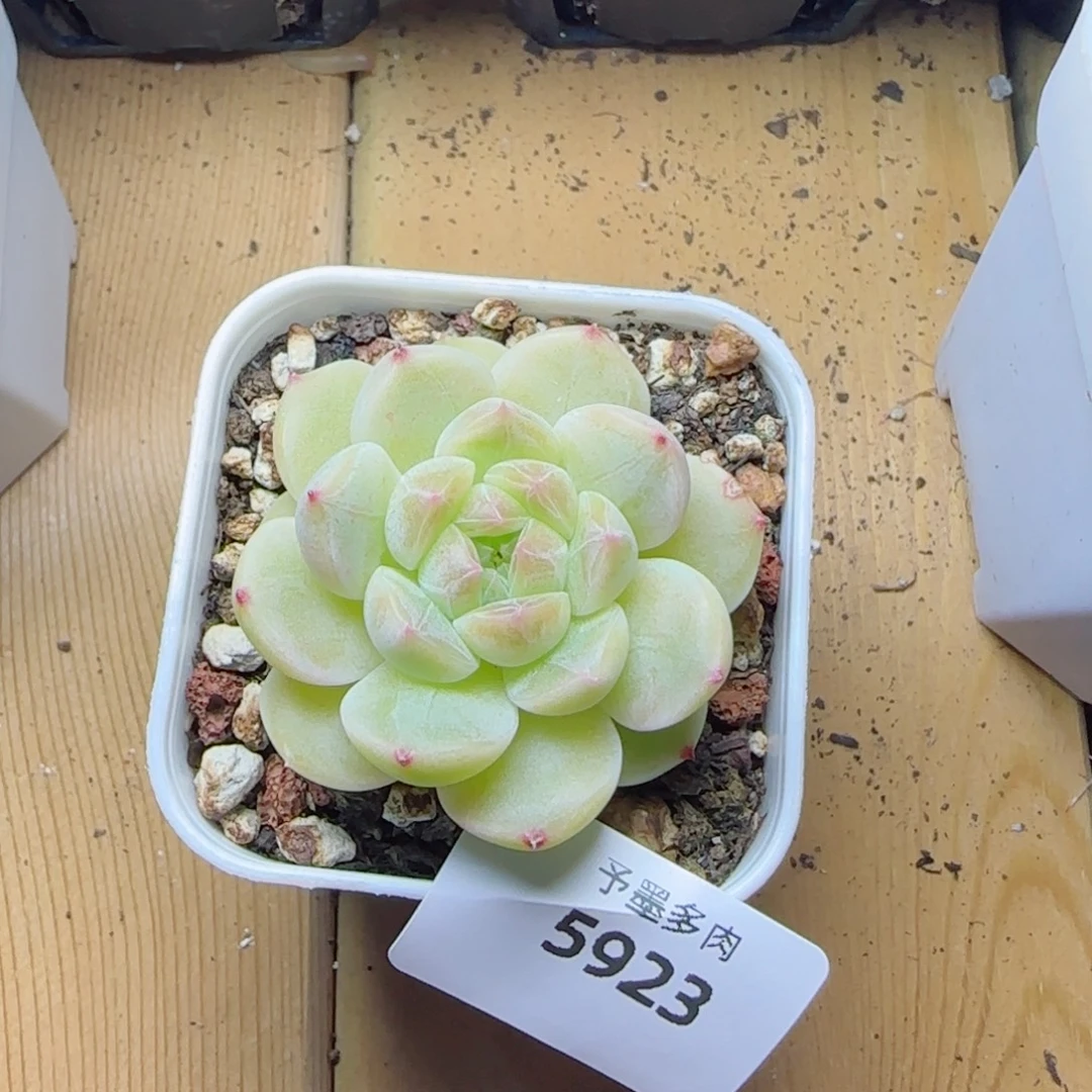 黄冰魄，5923多肉植物