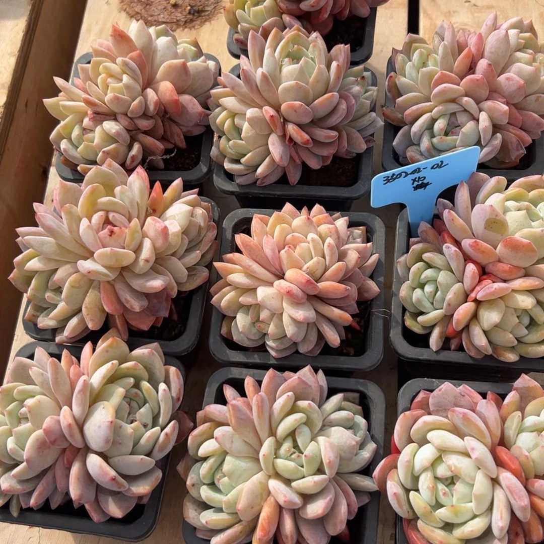 爱****哥350202-02橙子10