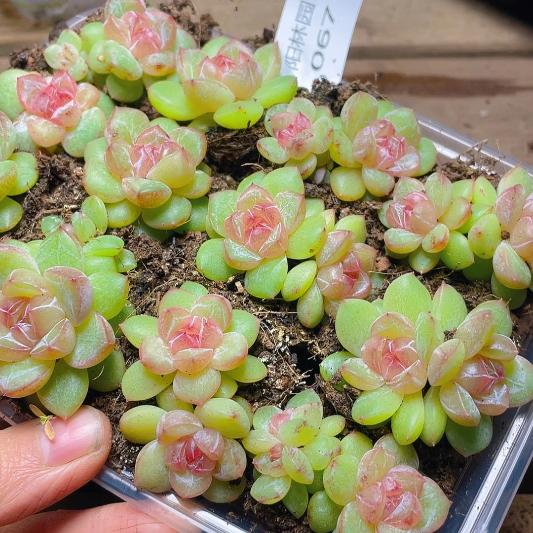 C***儿多肉植物多肉植物671