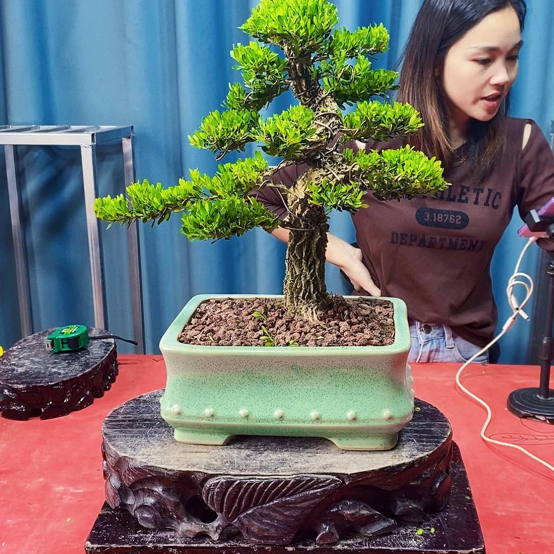 完全开放广东黄杨盆景