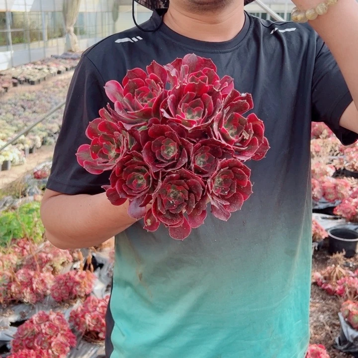 女郎中等多肉法师