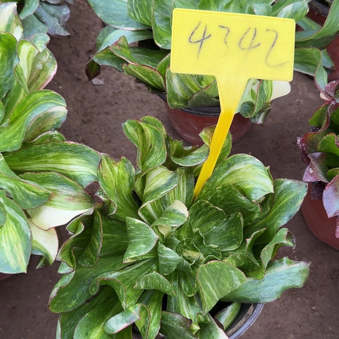 4342--多头多肉无根多头