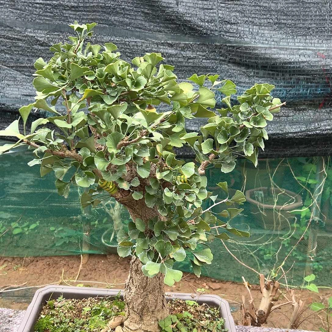 用***8无花朵银杏盆景带盆发货