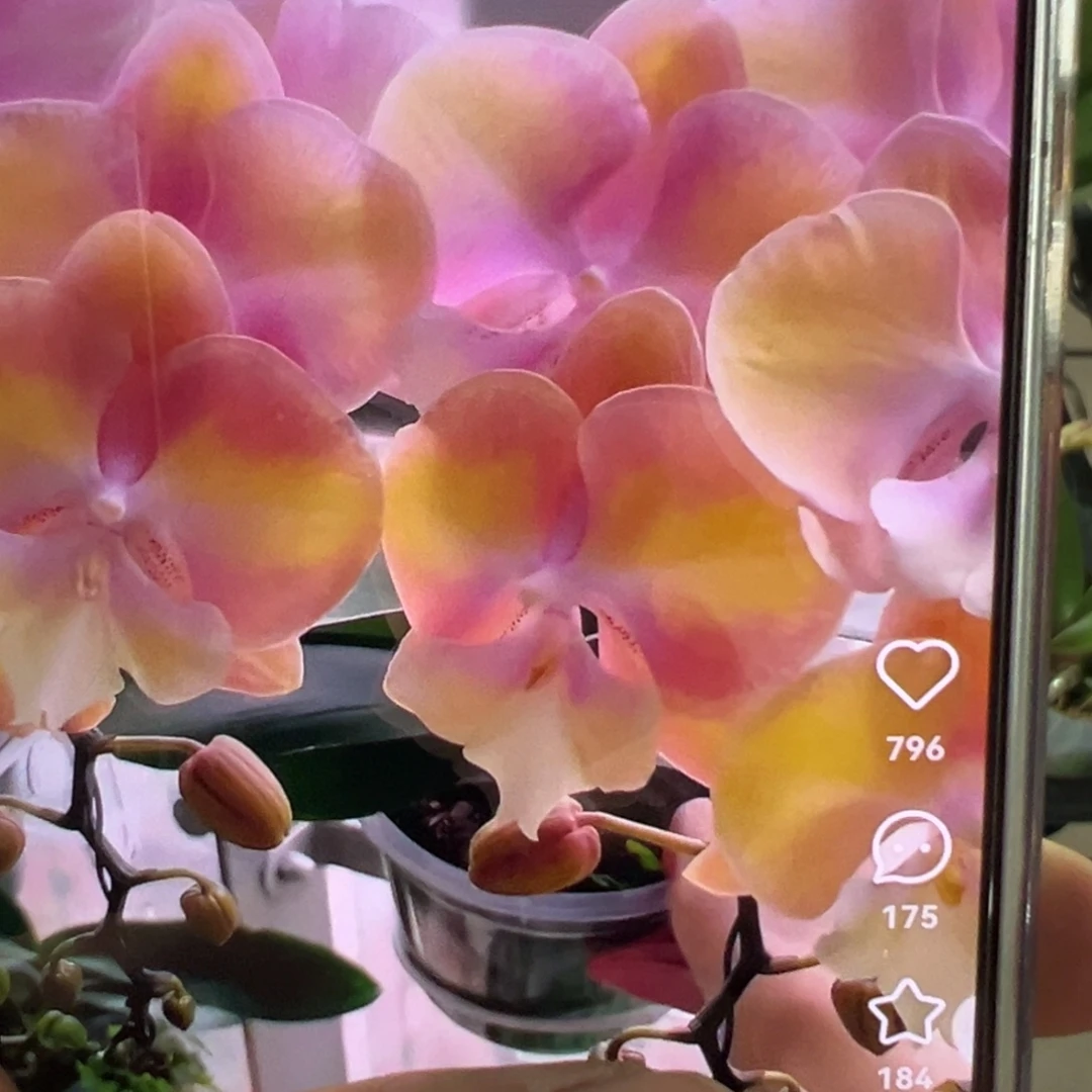 当前无花栽培后可以开花彩虹独角兽带剑