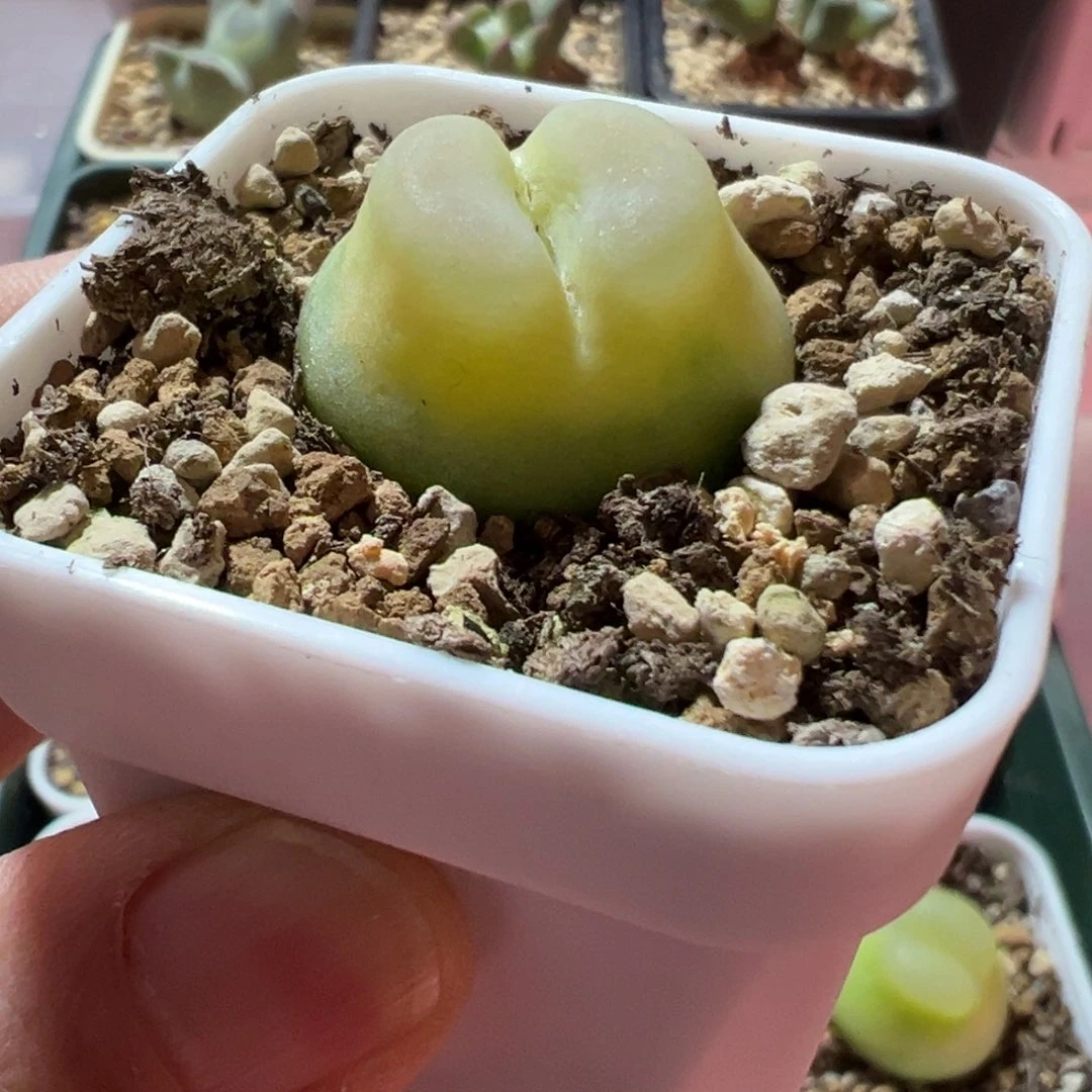 开播特惠2.6公分拉灯