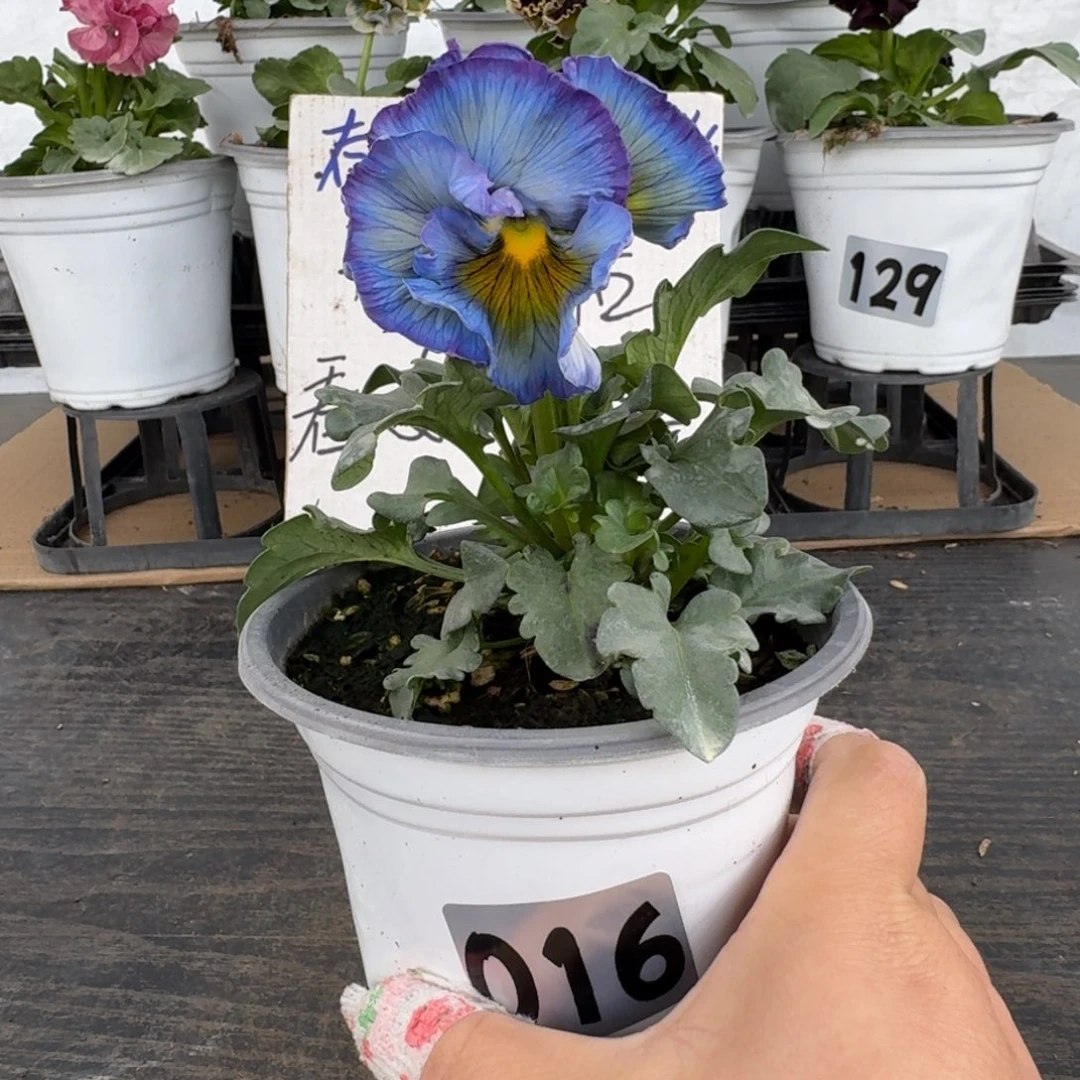 全部花朵016号重生