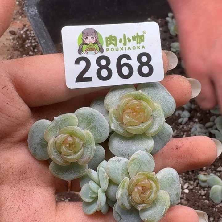 多肉植物多肉植物