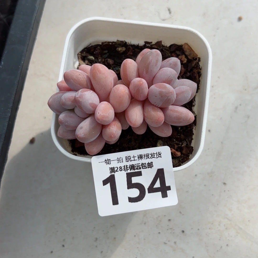 汤圆多肉无盆土发货