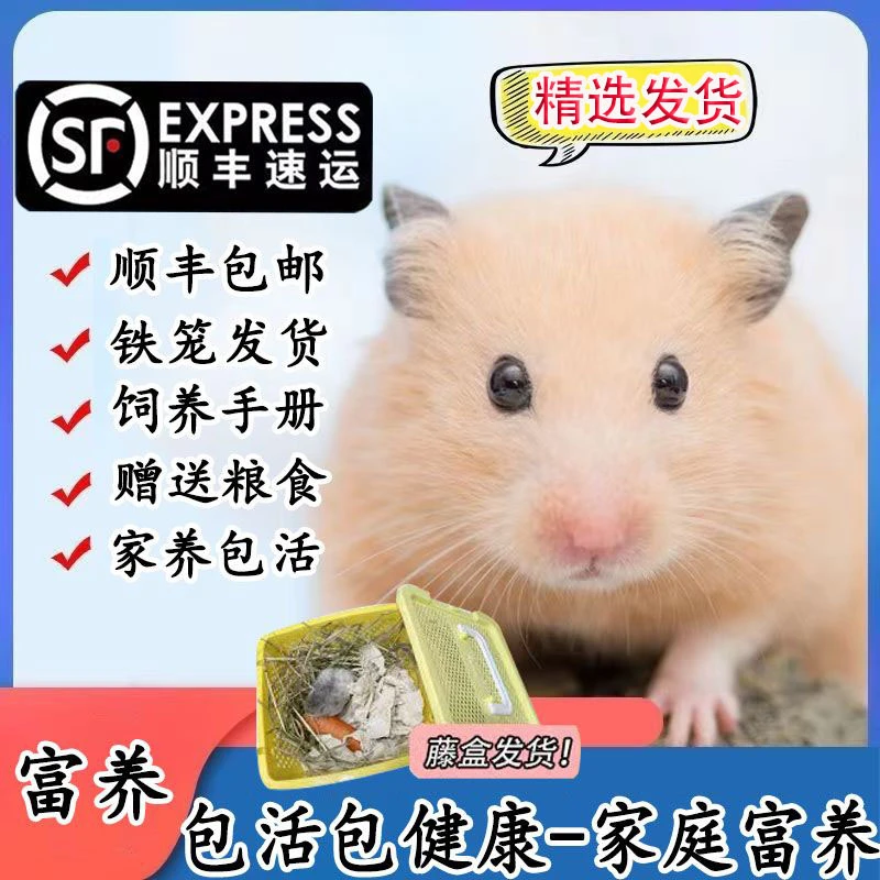 【顺丰包邮】便宜可爱仓鼠包活金丝熊三线紫仓长毛熊活体健康包活