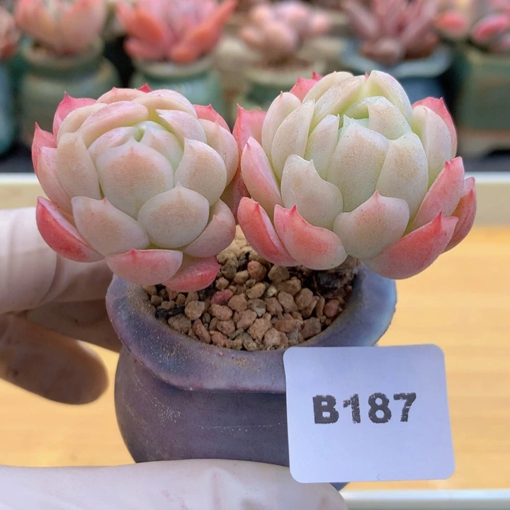 一物一拍满38包邮B187