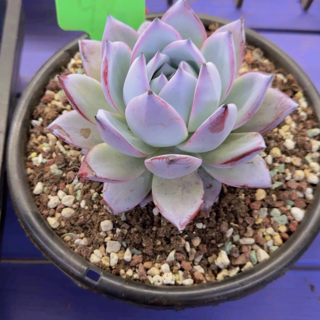 大**潘98多肉植物一物一拍