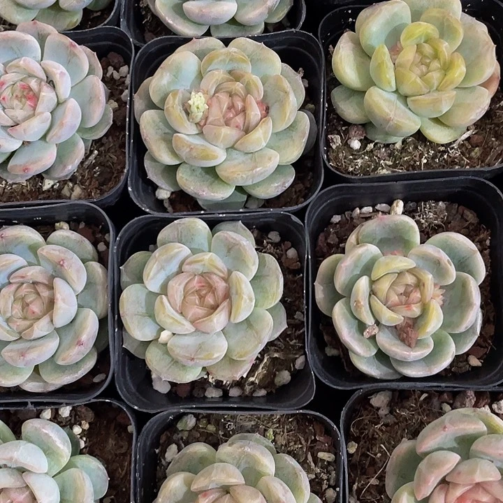 6.5方红琥珀带盆土发