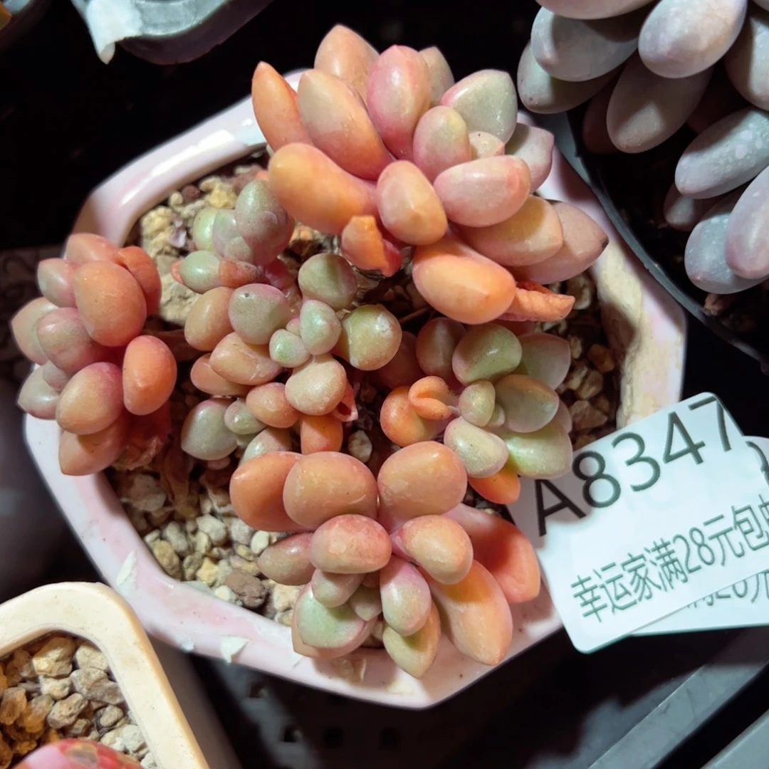 幸运的是我的朋友们都