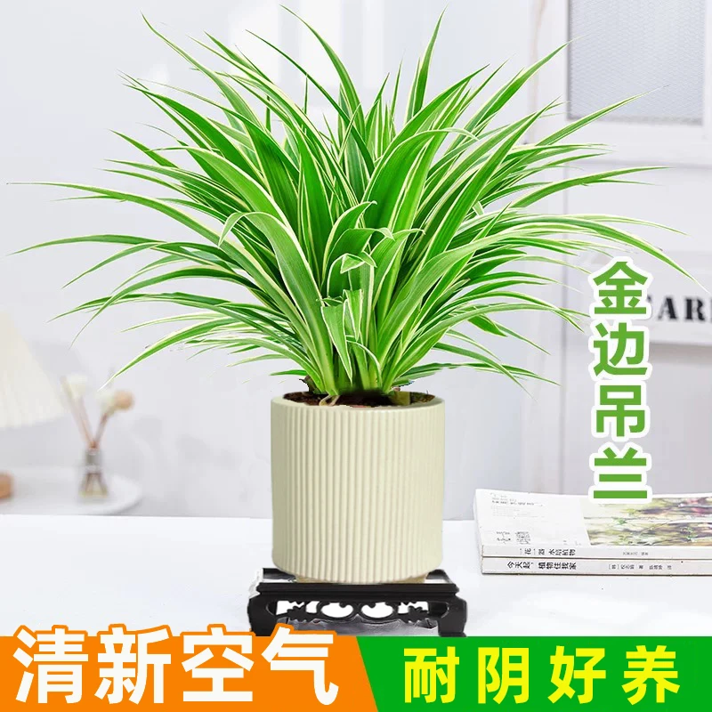【花伴水】金边吊兰盆栽室内植物办公室桌面绿植四季常青好养活