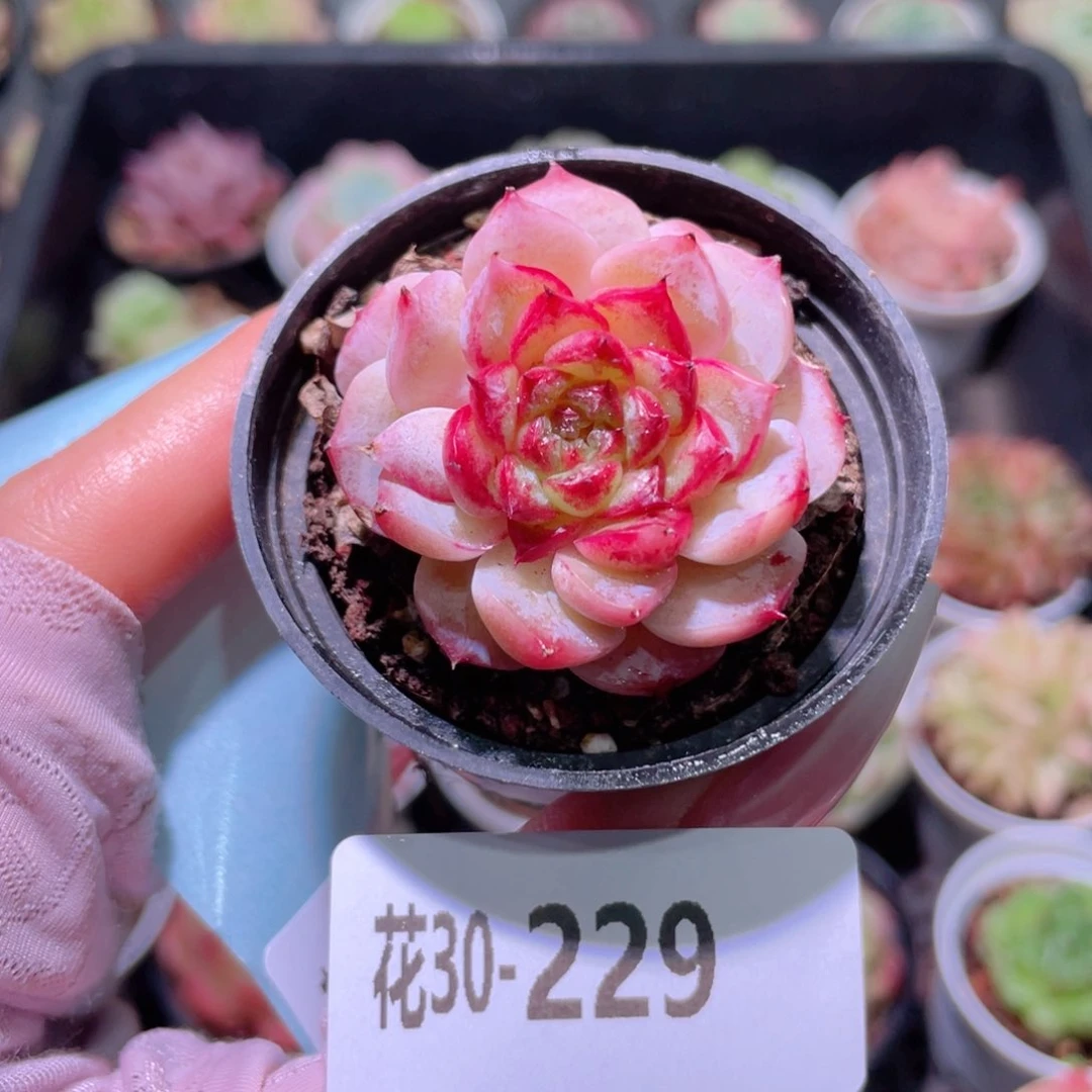 花利美30-229天鹅绒