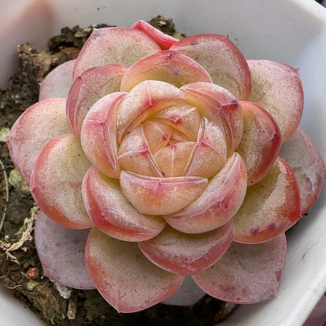 糖***辣【满29包邮非偏远】117