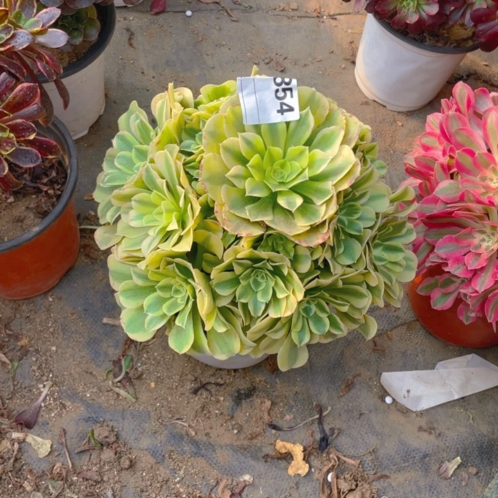 多肉绿豆沙法师854