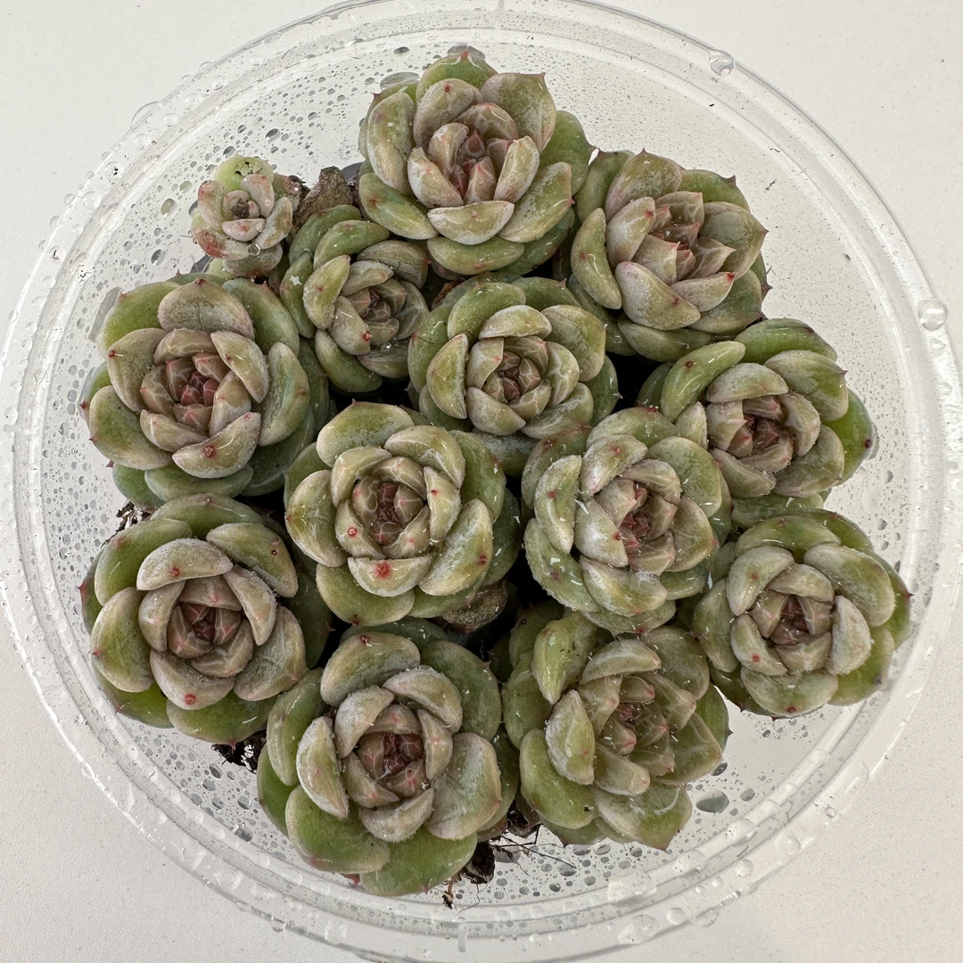 精品贵货多肉切糕一盒(QF975)