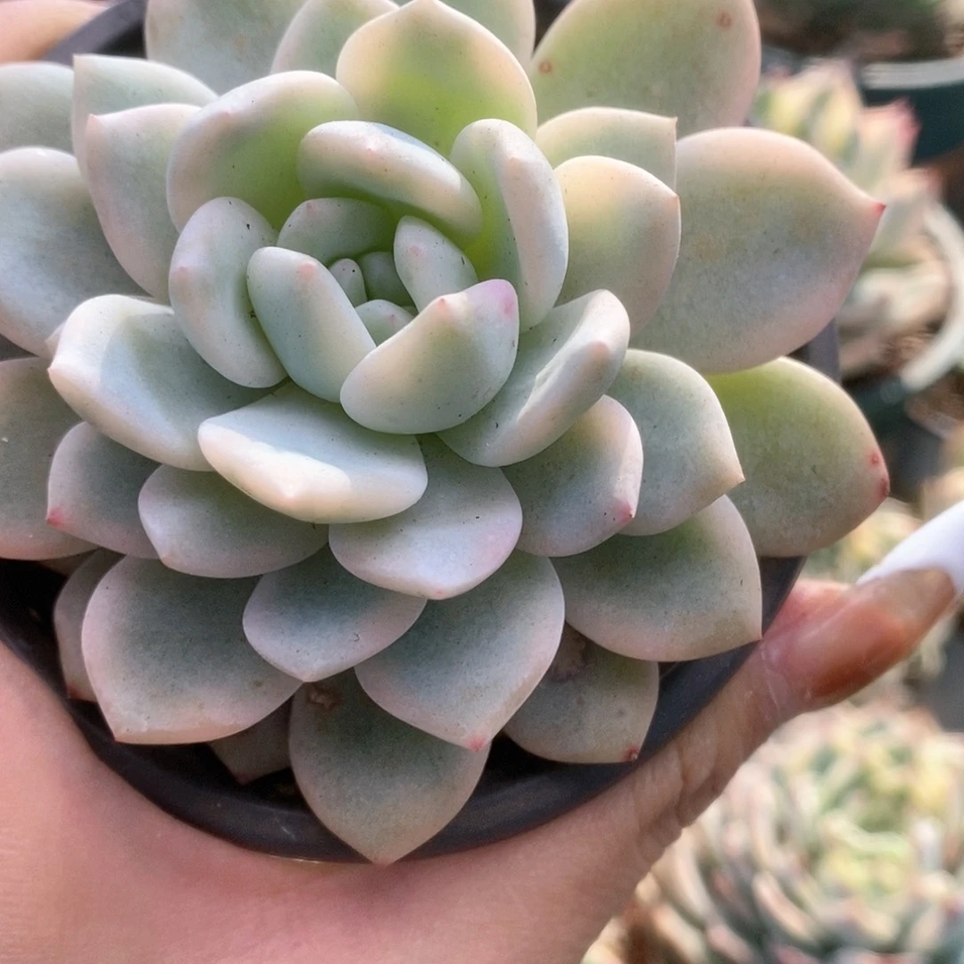 276梦露锦锦锦锦锦锦锦