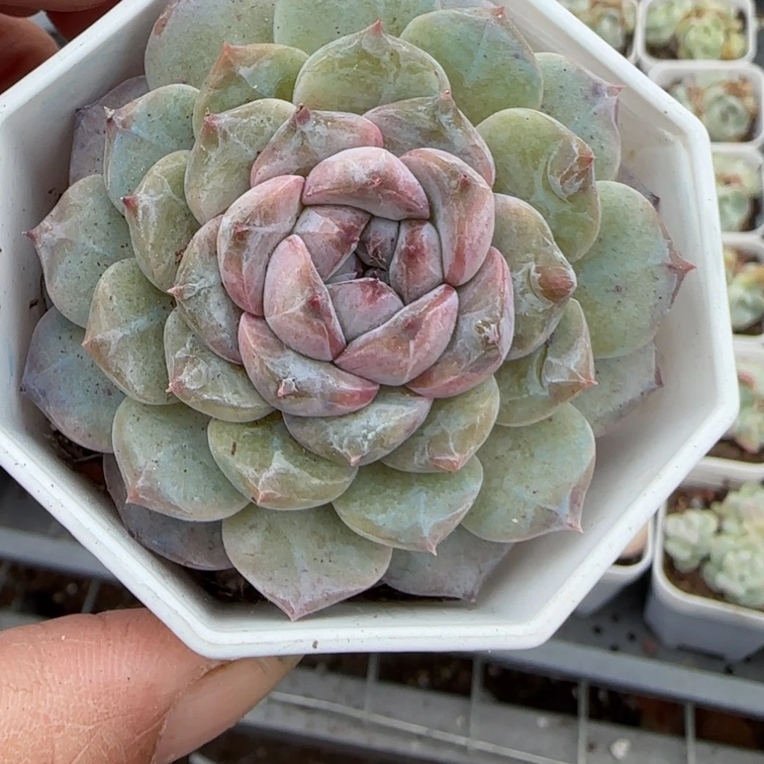 多肉小卡拉米糖心一物一拍