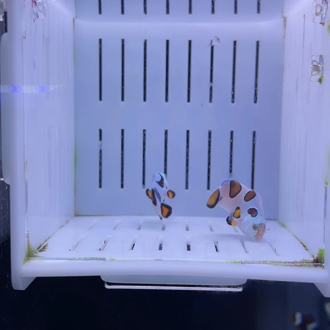 海水鱼毕卡猫一对