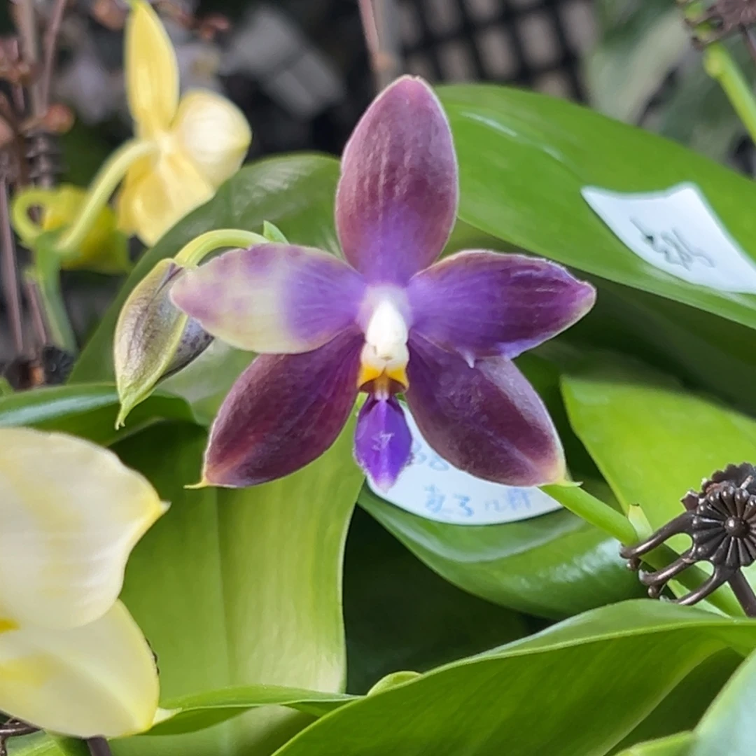 完全开放29号，88米漏