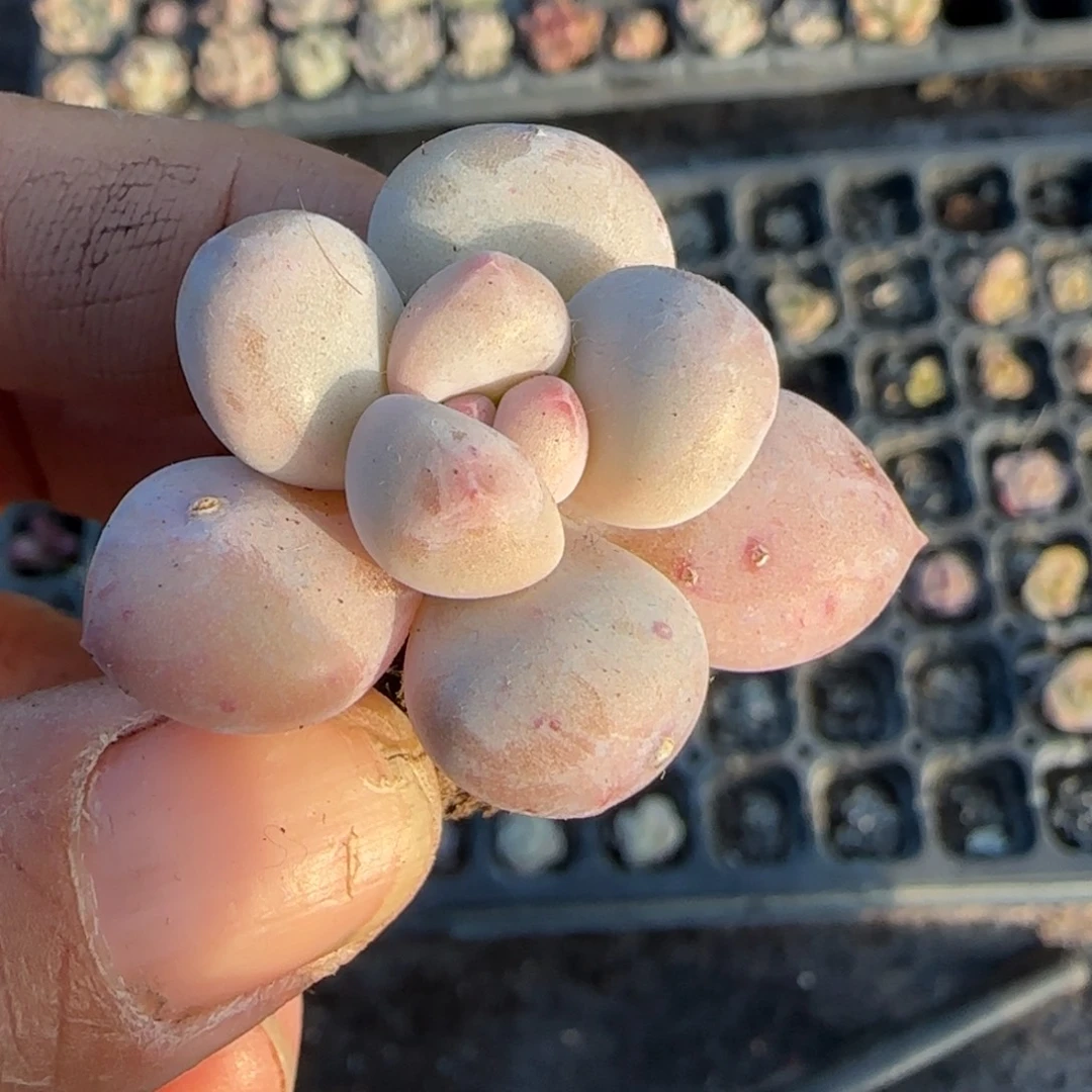 多肉小卡拉米糖心一物一拍