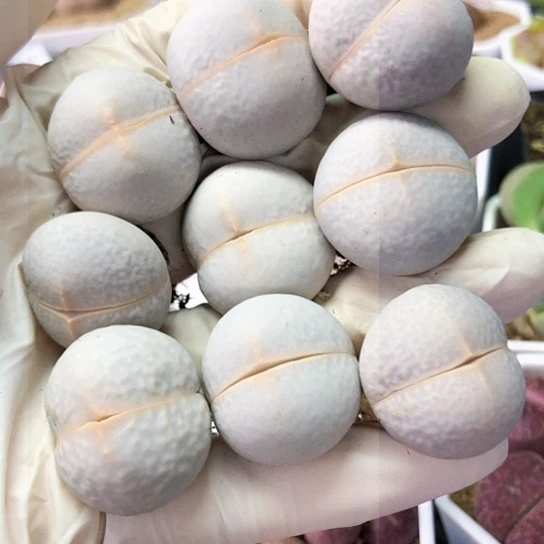 6335，2.3-2.5厘米如图高尔夫