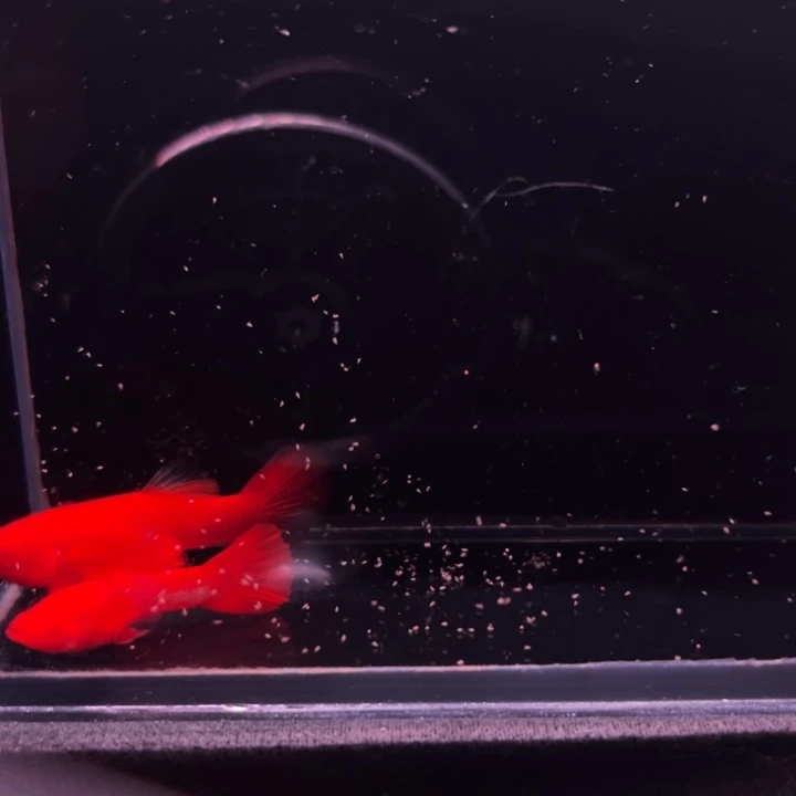 孔雀鱼火麒麟99红1对