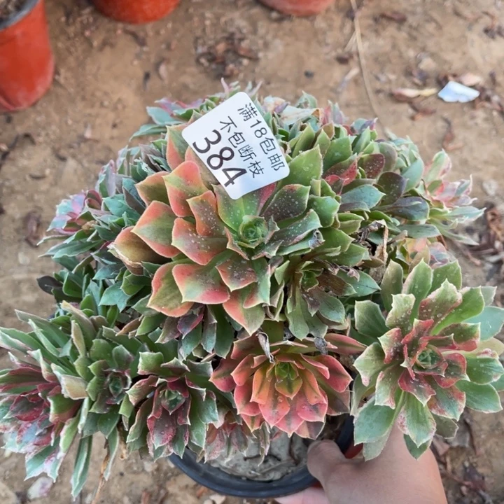 384光辉七彩手捧1