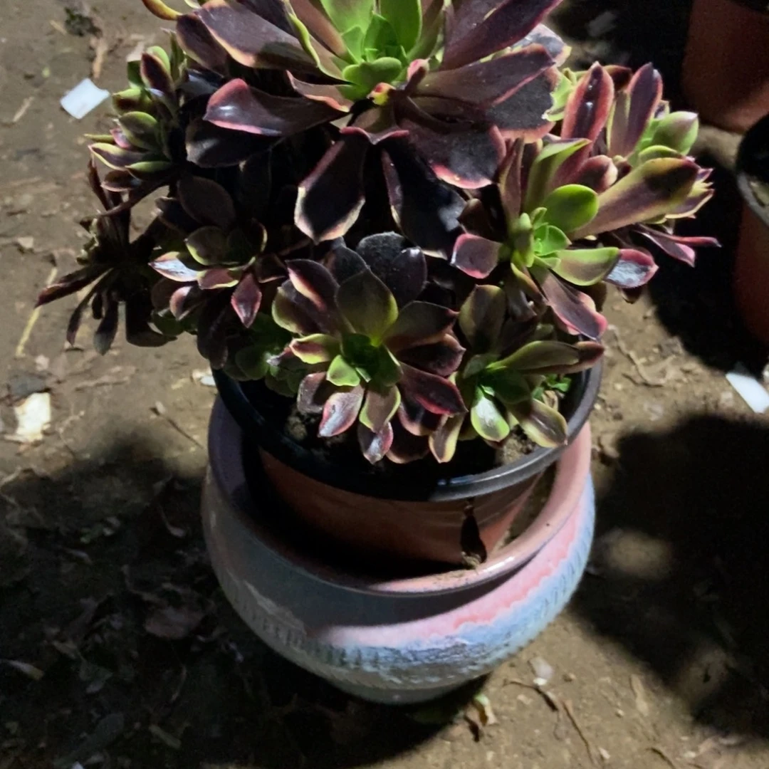 无花朵7号链接欧家理发师