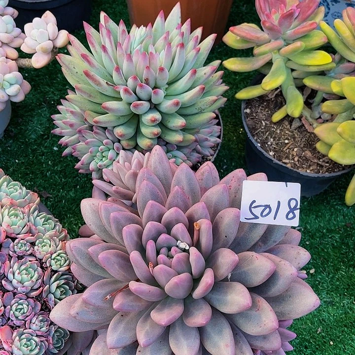 一****?心冰杂5018