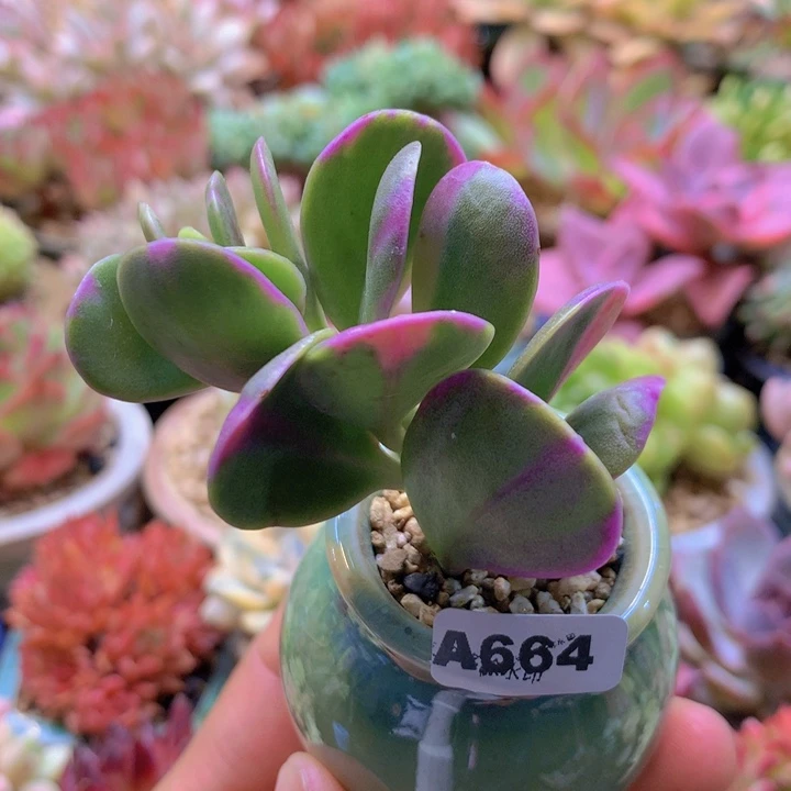 一物一拍含盆土满38包邮A664