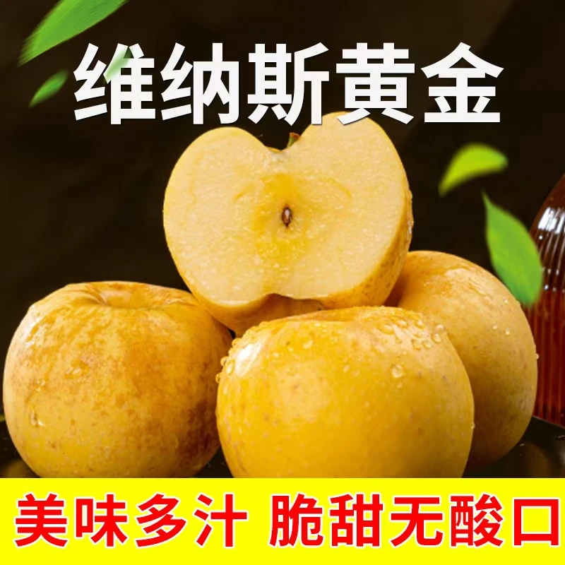 无品牌烟台维纳斯黄金苹果香甜脆口纯甜无酸