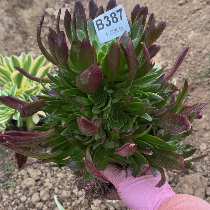 387 多肉法师不包断枝