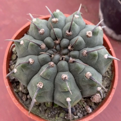 实生一本刺6仙人球