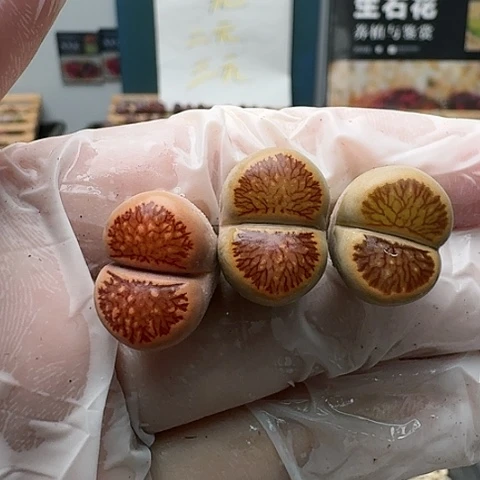 2779菊红窗菊花纹特价脱土发货
