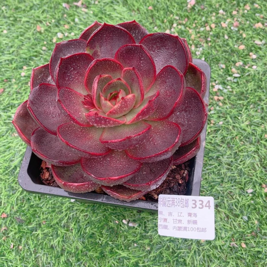 A****m334红灯德华多肉